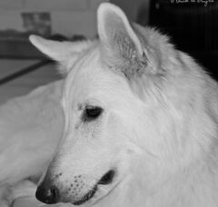 Foto 3 van de pups