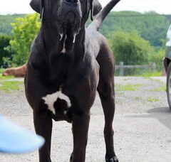 Foto 4 van Sojtor Szepe Kennel