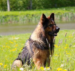 Foto 5 van El Pelo Rubio Oud Duitse herder kennel