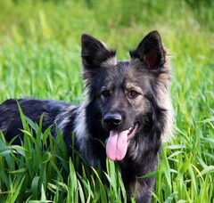 Foto 6 van El Pelo Rubio Oud Duitse herder kennel