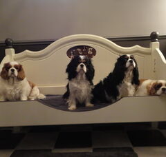 Foto 6 van de pups