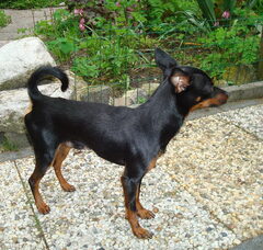 Foto 3 van de pups