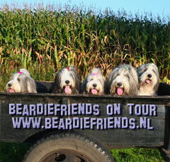Foto 2 van Beardiefriends