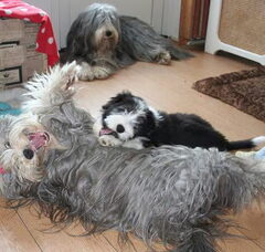 Foto 3 van Beardiefriends