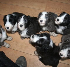 Foto 4 van Beardiefriends