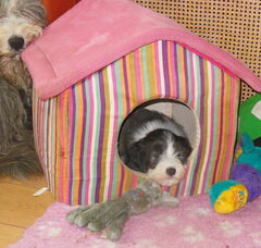 Foto 5 van Beardiefriends