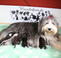 Foto 6 van Beardiefriends