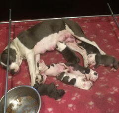 Foto 2 van de pups