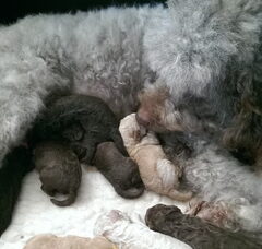 Foto 2 van de pups