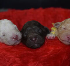 Foto 3 van de pups