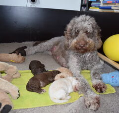 Foto 4 van de pups