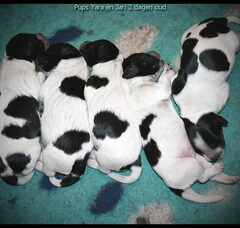 Foto 2 van de pups