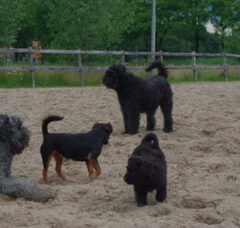 Foto 2 van de pups