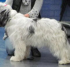 Foto 2 van de pups