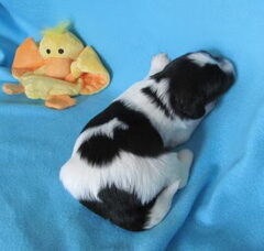 Foto 3 van de pups