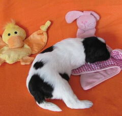 Foto 4 van de pups