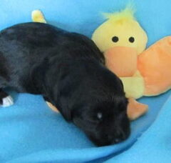 Foto 5 van de pups