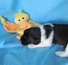 Foto 6 van de pups