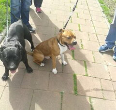 Foto 2 van de pups