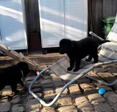 Foto 2 van de pups