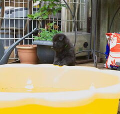 Foto 3 van de pups