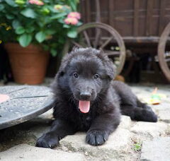 Foto 4 van de pups