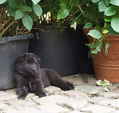 Foto 5 van de pups