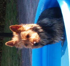 Foto 2 van Australian Terrier, vom Schloss Mordor
