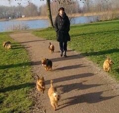 Foto 3 van Australian Terrier, vom Schloss Mordor