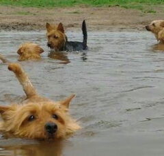 Foto 4 van Australian Terrier, vom Schloss Mordor