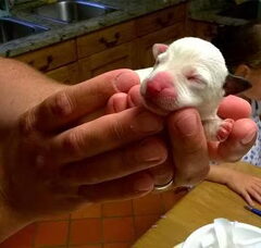 Foto 2 van de pups