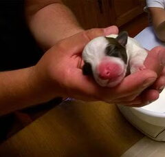 Foto 3 van de pups