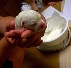Foto 4 van de pups