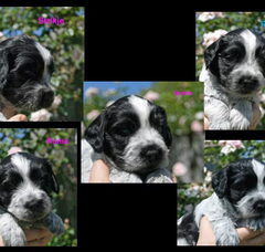 Foto 3 van de pups