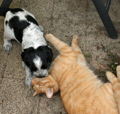 Foto 4 van de pups