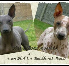 Foto 2 van de pups