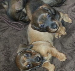 Foto 2 van de pups