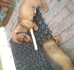 Foto 3 van de pups