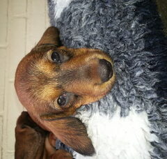 Foto 5 van de pups