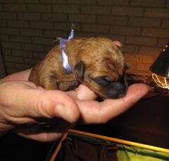 Foto 2 van de pups
