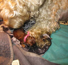 Foto 3 van de pups