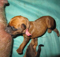 Foto 4 van de pups