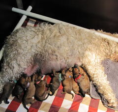 Foto 5 van de pups
