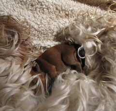 Foto 6 van de pups