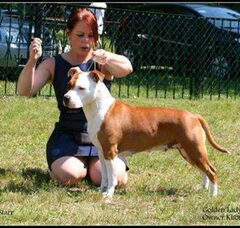 Foto 2 van de pups