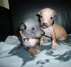 Foto 3 van de pups
