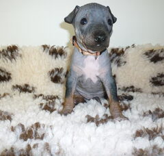 Foto 4 van de pups