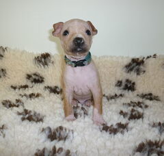 Foto 5 van de pups