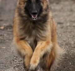 Foto 4 van Temperamental Groenendaeler & Tervuerense Herders