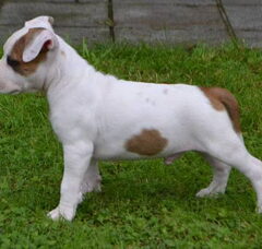 Foto 3 van de pups